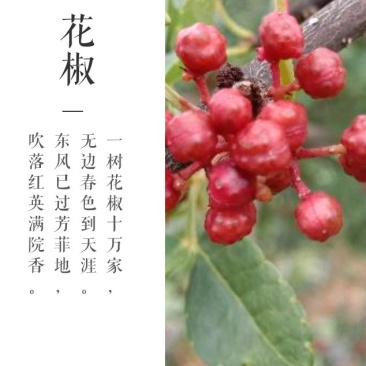 花椒特级鲜花椒