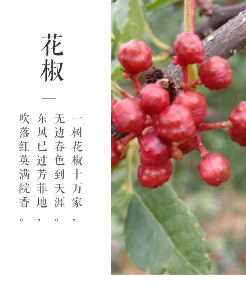 花椒特级鲜花椒