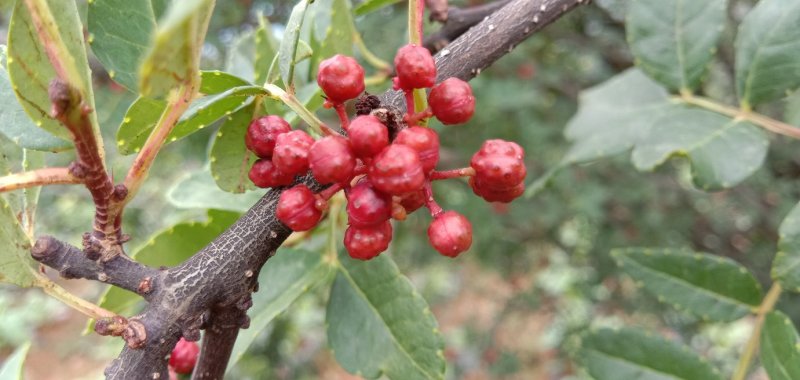 花椒特级鲜花椒