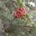 花椒特级鲜花椒