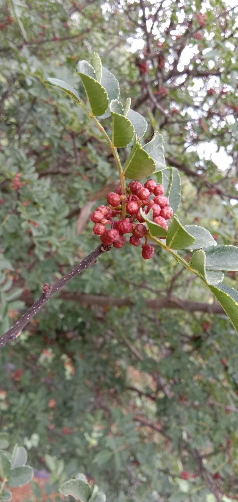 花椒特级鲜花椒
