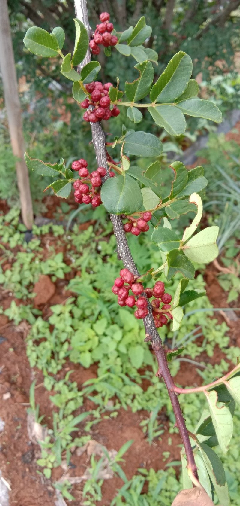 花椒特级鲜花椒