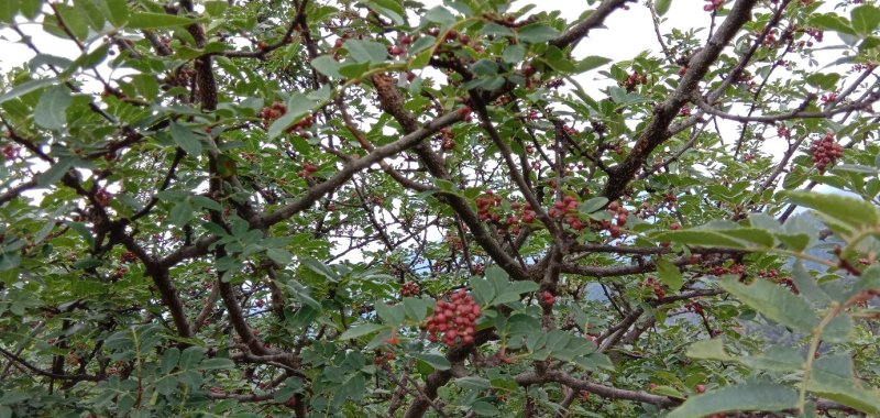 花椒特级鲜花椒