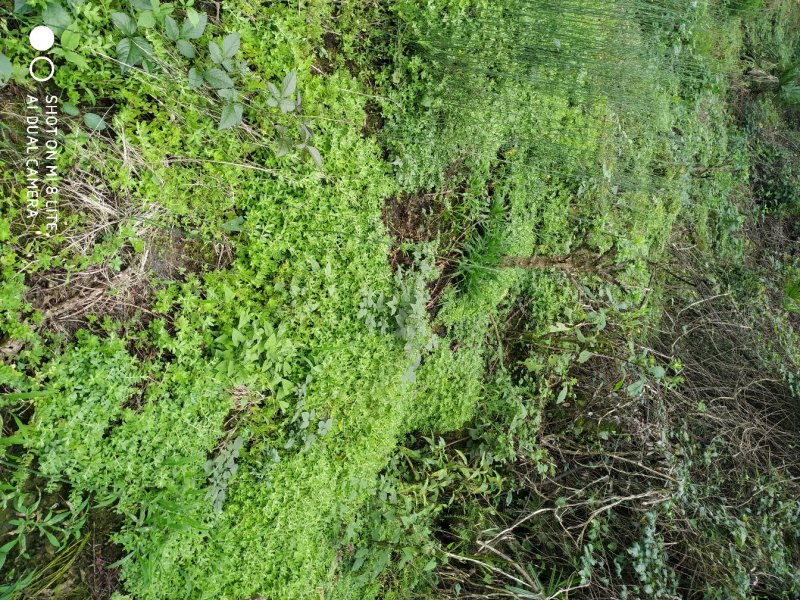 纯野生石指甲，狍牙瓣，瓜子草，养鸡草