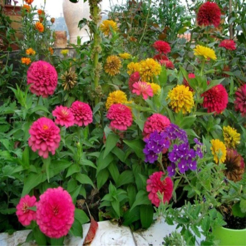 百日草种子大花花色多艳丽易种植花期长花海种植公园路边绿化