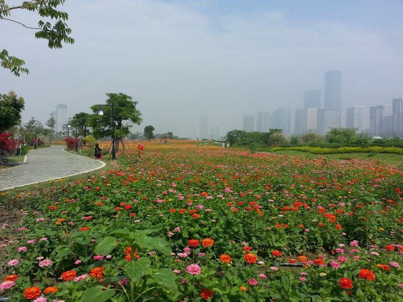 百日草种子大花花色多艳丽易种植花期长花海种植公园路边绿化