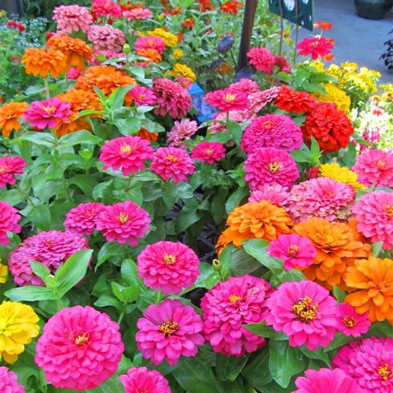 百日草种子大花花色多艳丽易种植花期长花海种植公园路边绿化