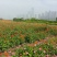 百日草种子大花花色多艳丽易种植花期长花海种植公园路边绿化