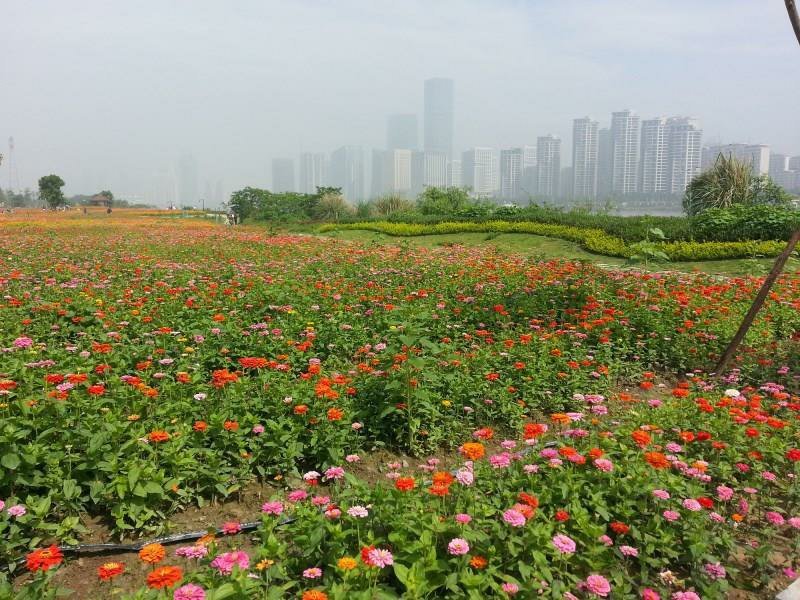 百日草种子大花花色多艳丽易种植花期长花海种植公园路边绿化