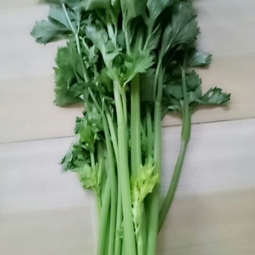 优质芹菜大量上市中！大量有货！需要的客户速联系我！