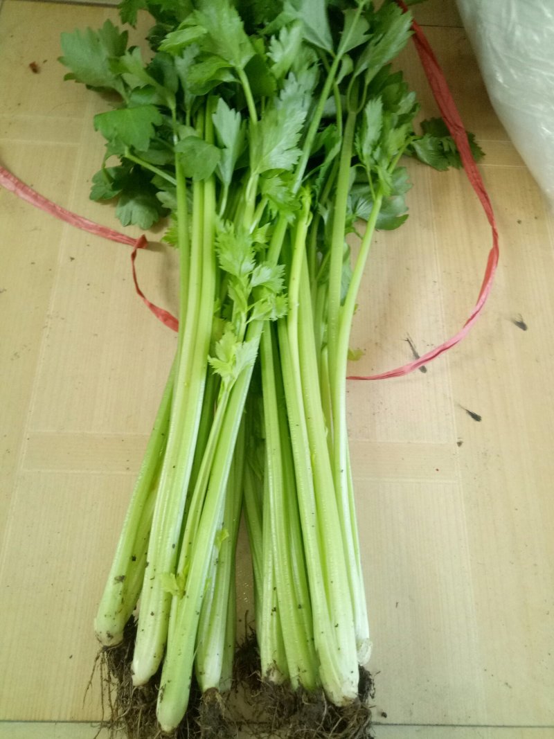 优质芹菜大量上市中！大量有货！需要的客户速联系我！