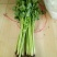 优质芹菜大量上市中！大量有货！需要的客户速联系我！