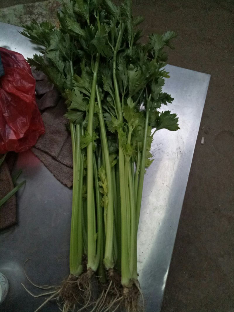 优质芹菜大量上市中！大量有货！需要的客户速联系我！