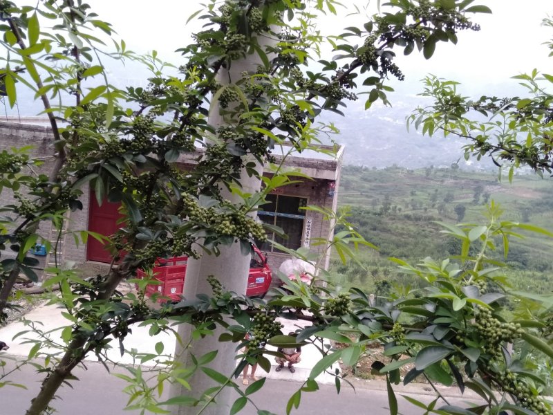 花椒大量上市