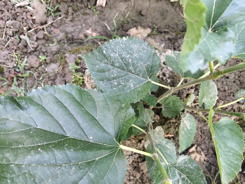 无籽大十果桑苗现已大量出售（基地直销现挖发货）