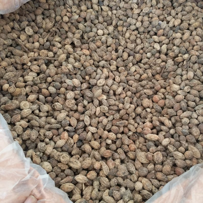 振兴药材批发供应益智仁规格齐全产地直供一手货源全国发货