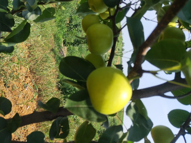 苹果梨，翠冠梨，产地直供，现摘现发