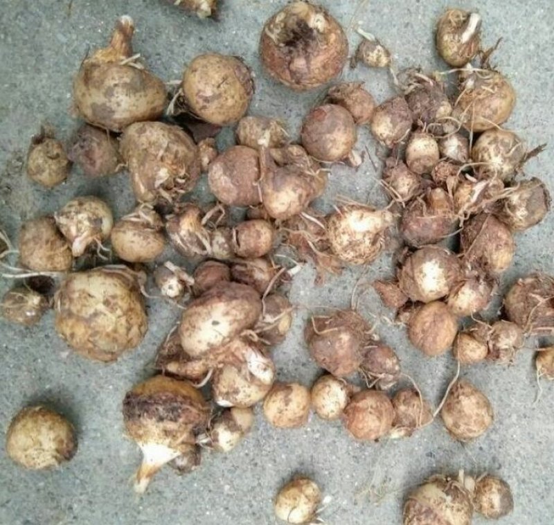 半夏种子