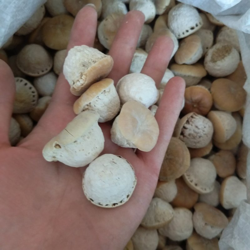 振兴药材批发供应壮阳果产地批发价壮阳果