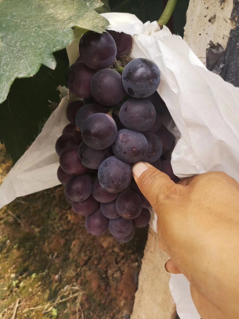藤稔葡萄
