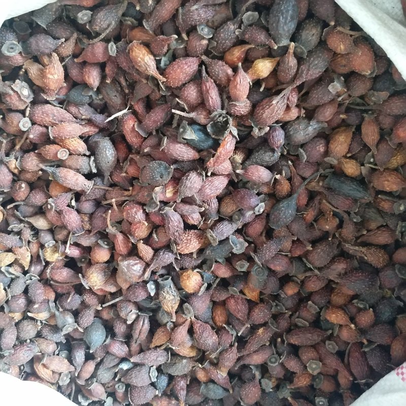 振兴药材批发供应金樱子规格齐全产地直供一手货源全国发货