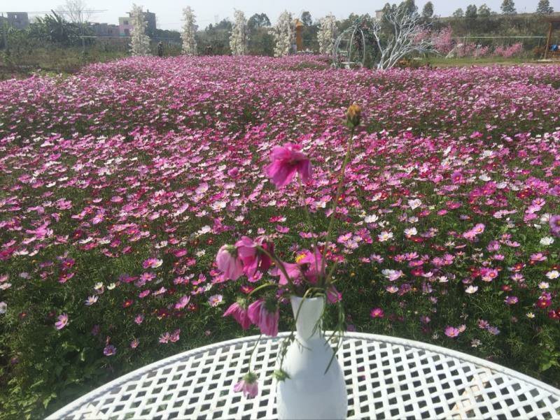 野花组合花卉种子多种花卉种子组合开花早花期长颜色艳丽