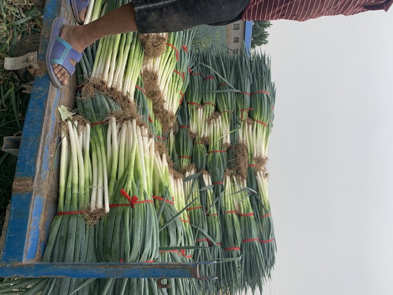 河南大葱（地膜钢葱)地膜插钢葱上市中基地直发代全国