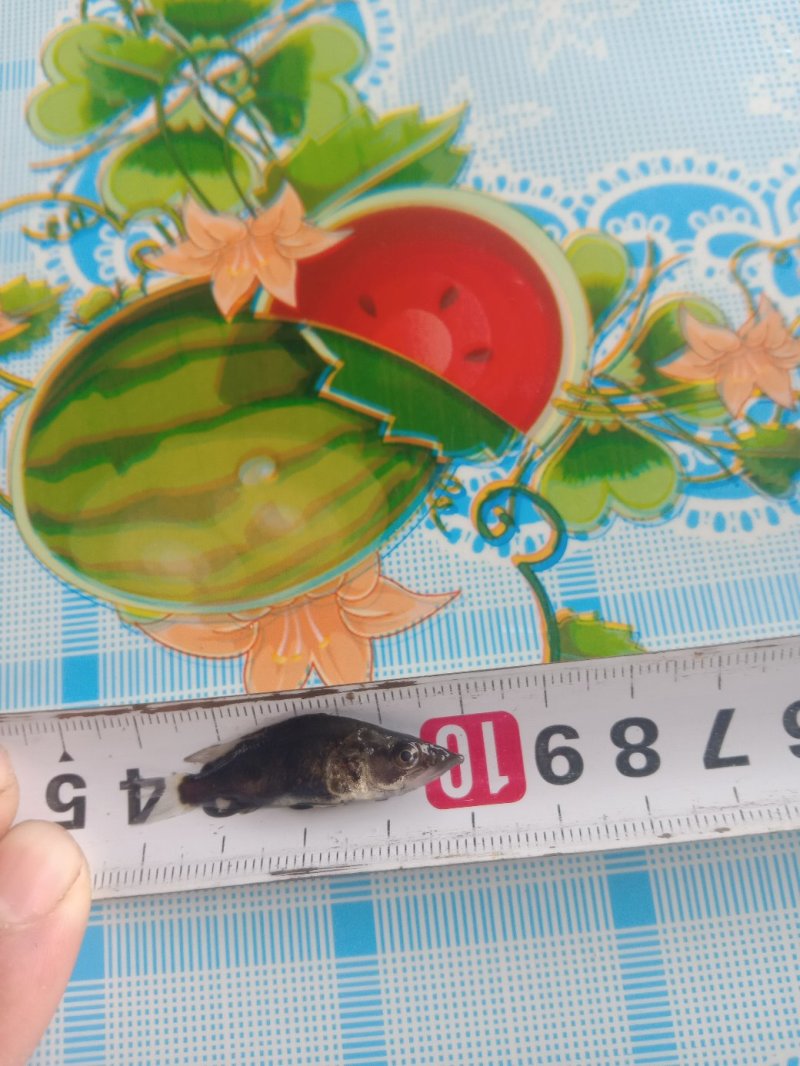 本地桂花鱼苗，4一10公分(各种规格桂鱼苗)含各种鱼苗水