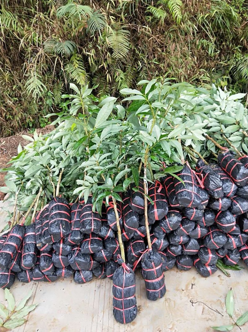 妃子笑荔枝苗，一骑红尘妃子笑，产量高，早熟品种
