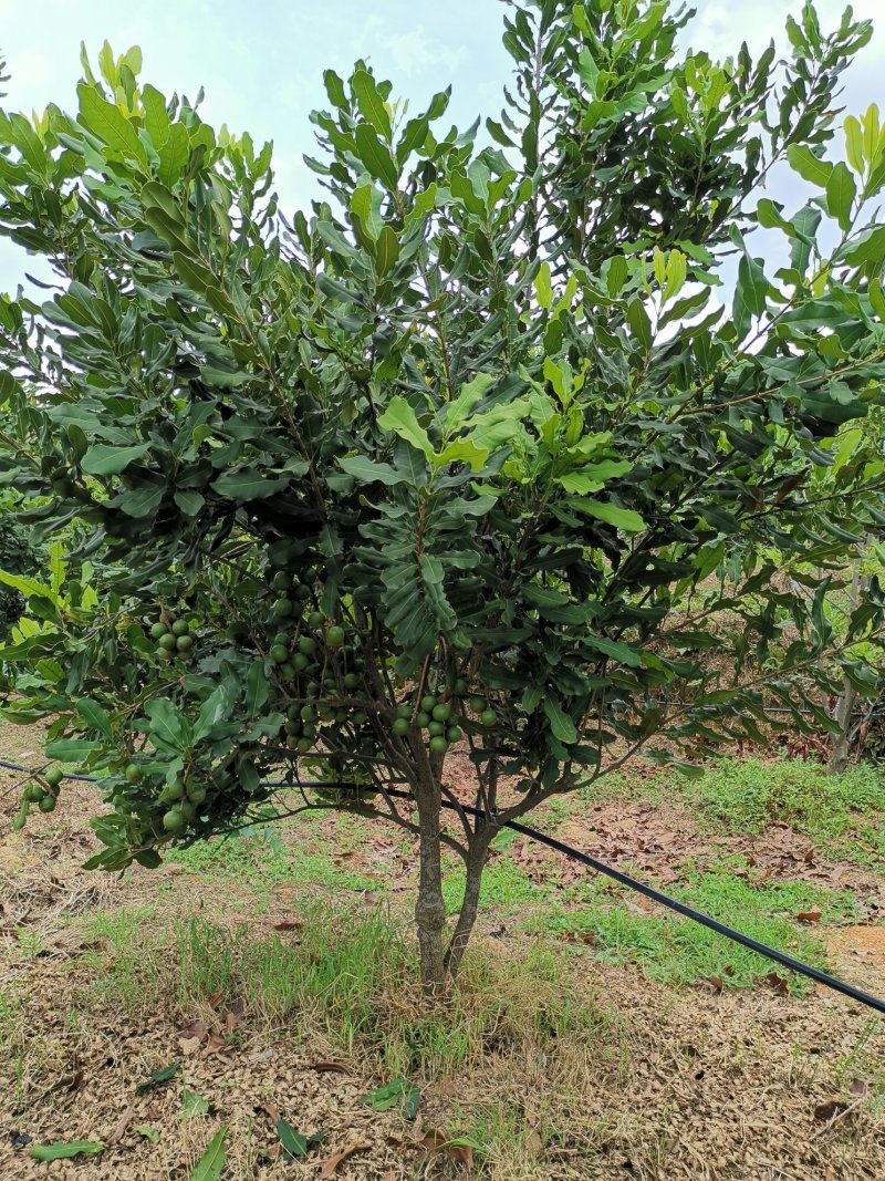 澳洲坚果苗