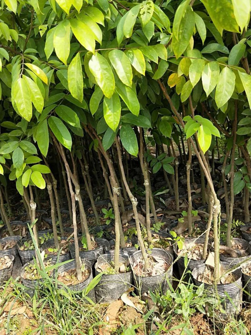 四季甜杨桃苗，多季开花结果品种，纯正水果，采摘园的首先