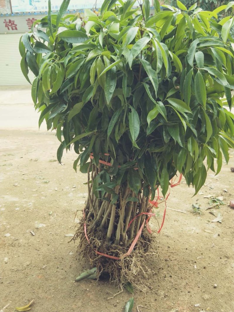无核荔枝苗，妃子笑，桂味，白糖罂