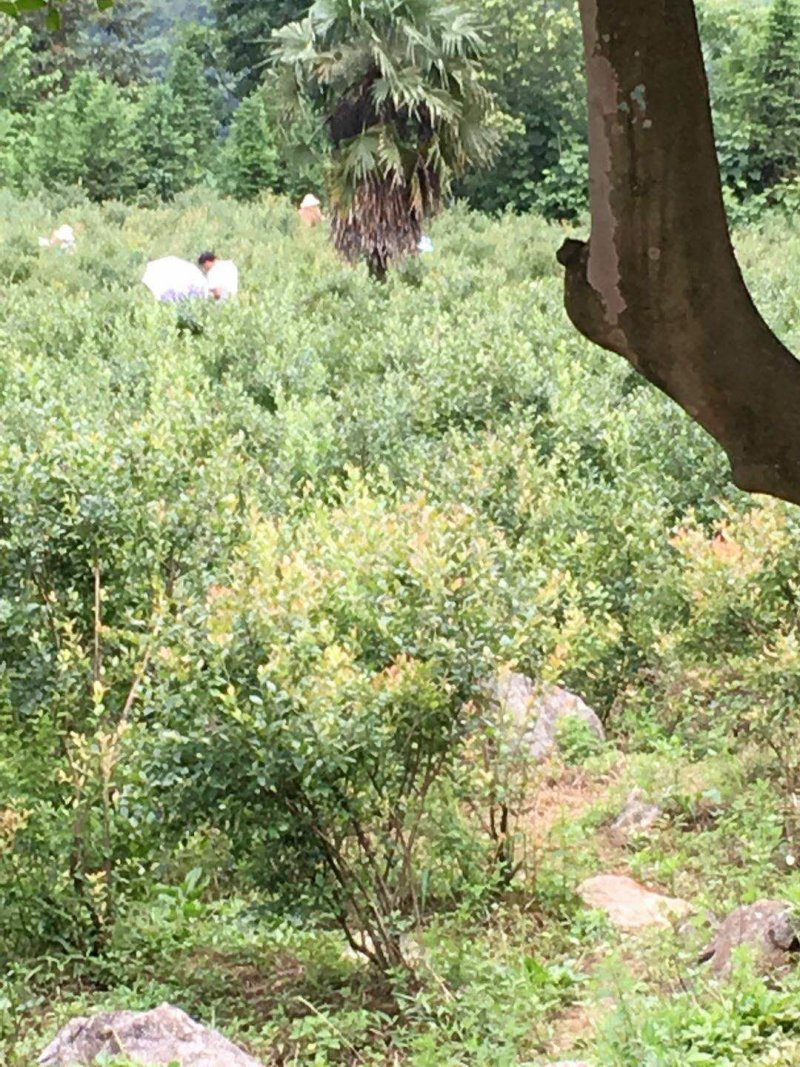 张家界景区周边高山蓝莓，蓝金蓝莓