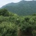 张家界景区周边高山蓝莓，蓝金蓝莓