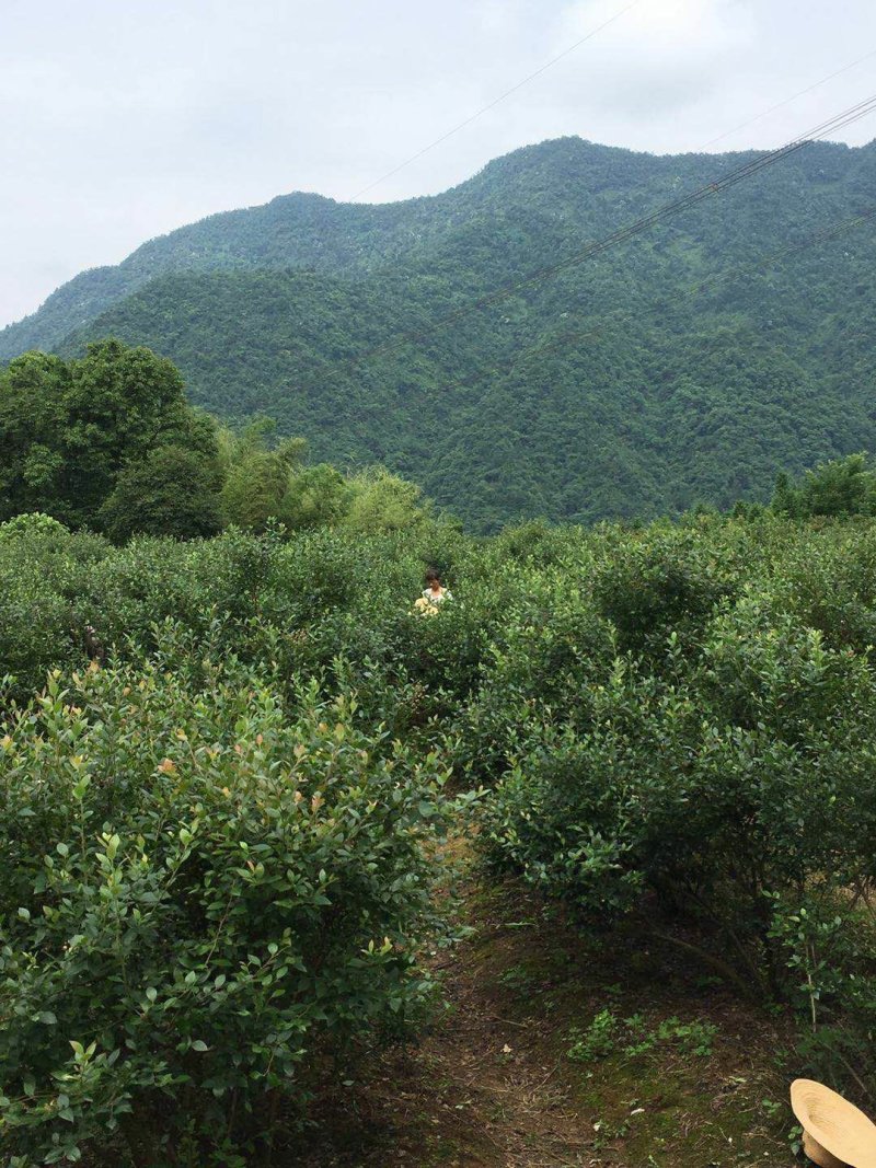 张家界景区周边高山蓝莓，蓝金蓝莓