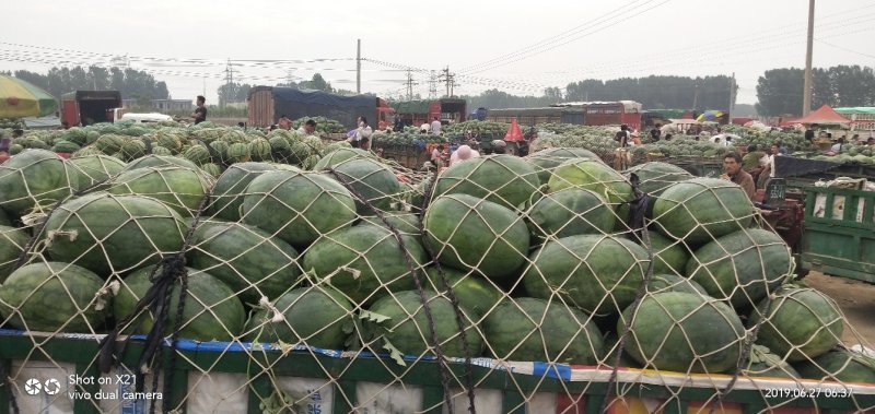 龙卷风，美都，甜王，品种多，香甜可口，