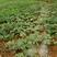 露天种植，有机肥栽培，不打激素，纯天然熟的早佳西瓜