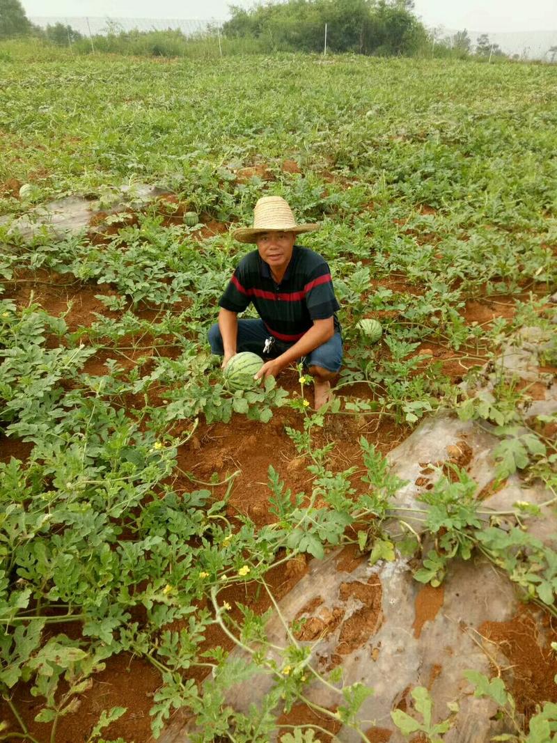露天种植，有机肥栽培，不打激素，纯天然熟的早佳西瓜