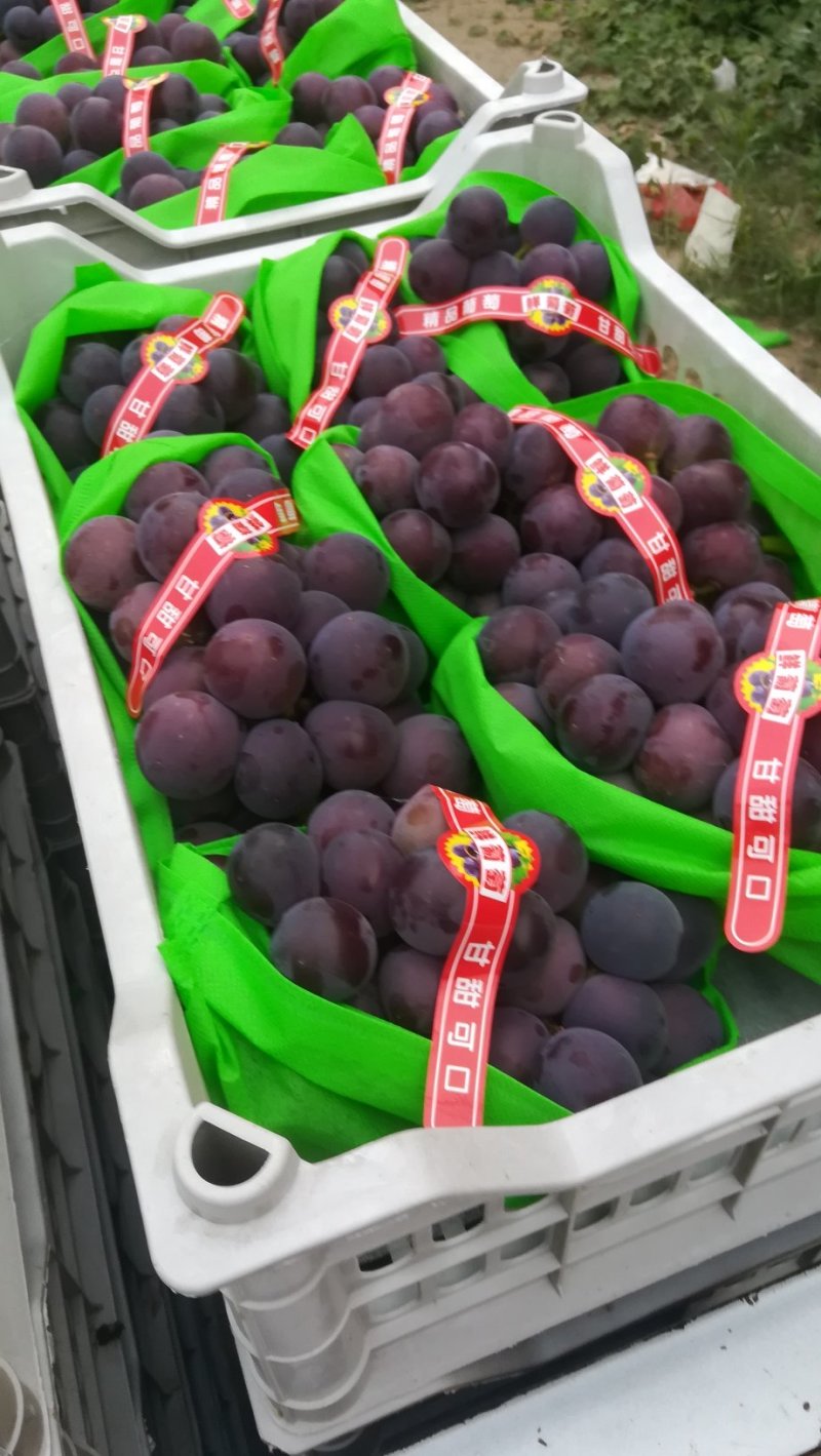 河北石家庄市南60公里大粒乒乓球葡萄巨峰葡萄夏黑葡萄口甜