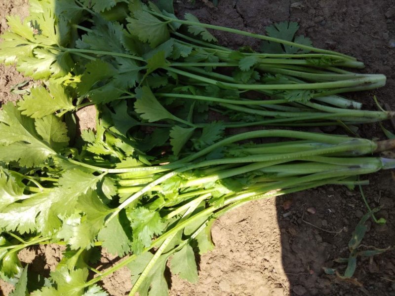 【优质】吉林油叶香菜大量上市〔基地直采〕保障品质