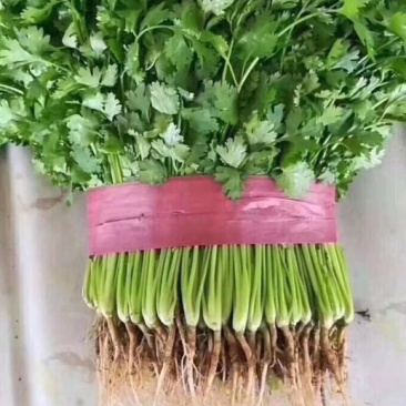 【优质】吉林油叶香菜大量上市〔基地直采〕保障品质