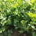 【优质】吉林油叶香菜大量上市〔基地直采〕保障品质