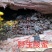 野生酸蜂蜜，天然土酸蜜，正真的纯酸蜜，没任何勾兑