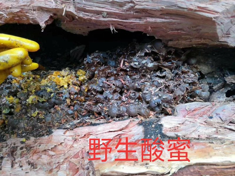 野生酸蜂蜜，天然土酸蜜，正真的纯酸蜜，没任何勾兑