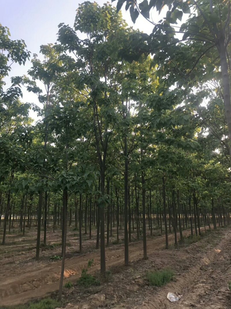 楸树1至30公分
