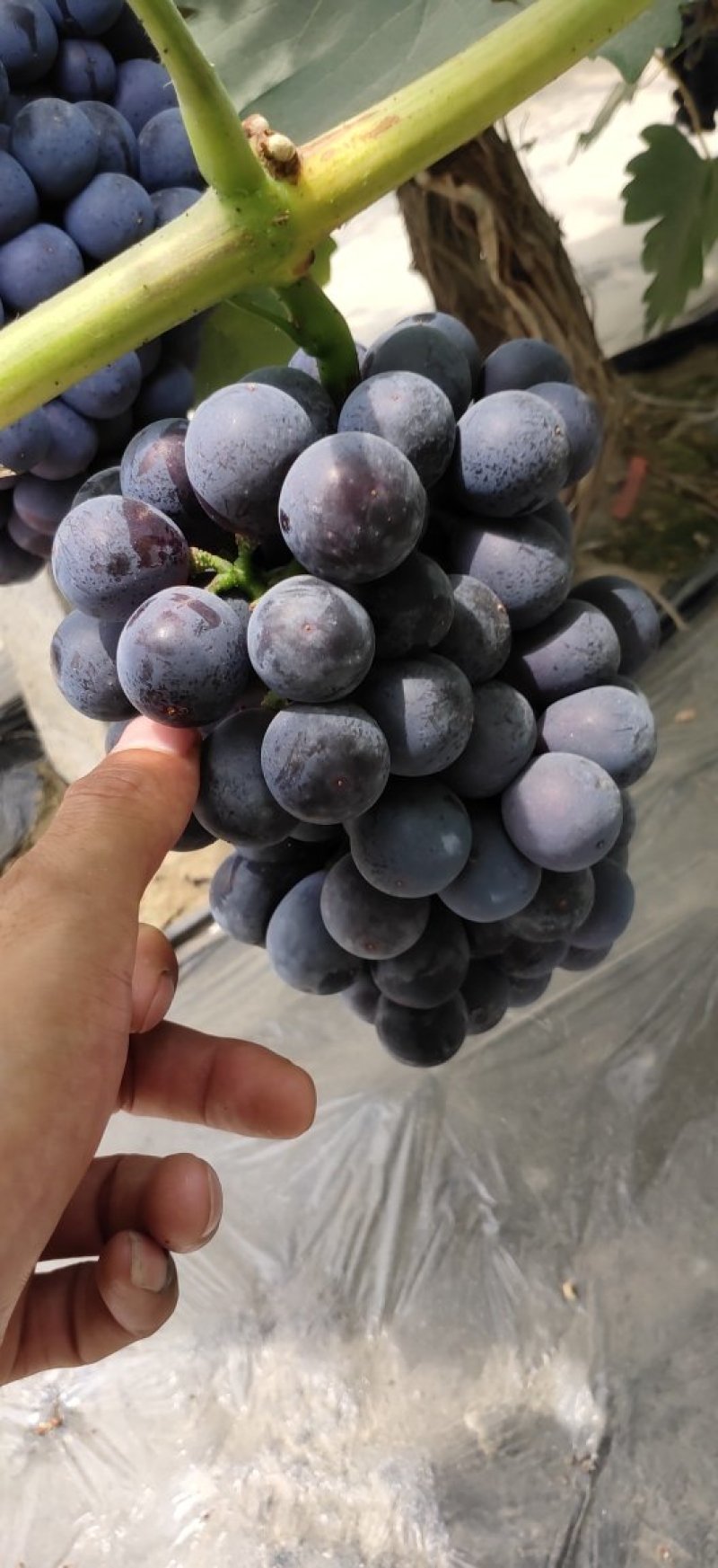 精品夏黑，