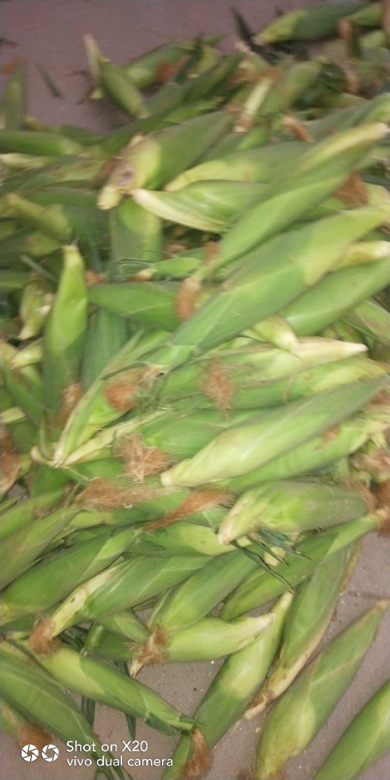 粘玉米，香甜可口，价格不高，