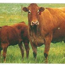 牛犊小公牛育肥牛架子牛包运输包成活包回收欢迎来电