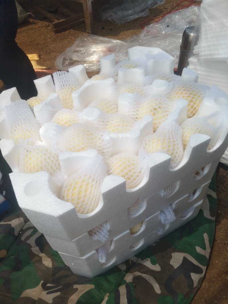 正宗阳山水蜜桃新鲜5斤当季孕妇水果包邮无锡软桃大果5