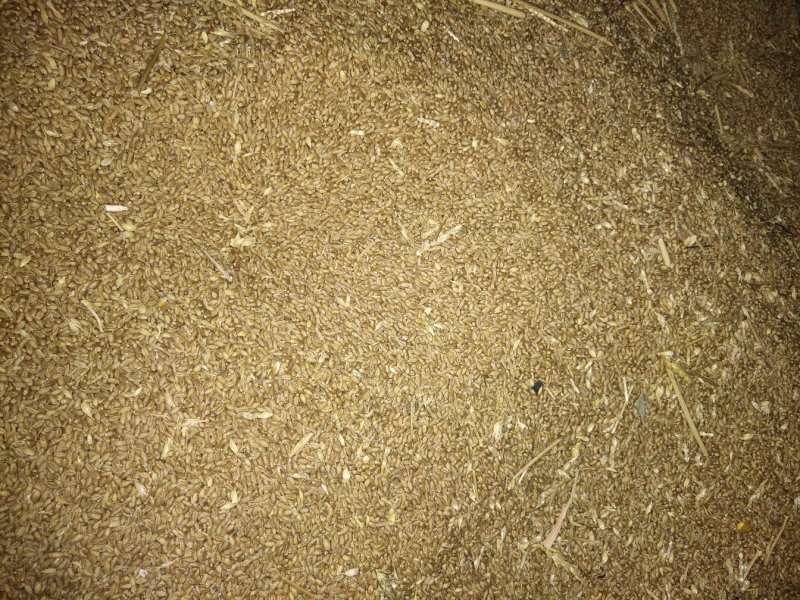 大量供应新小麦！